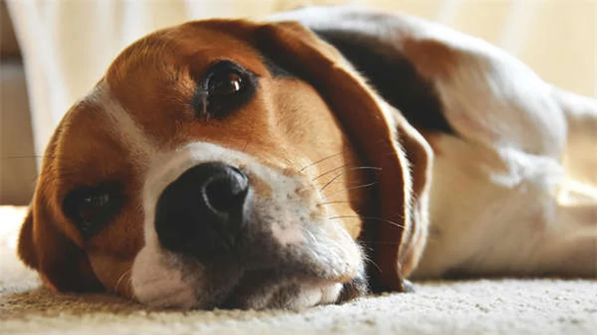 うんち処理で困らない!犬のうんちを簡単に拾う3つの秘訣