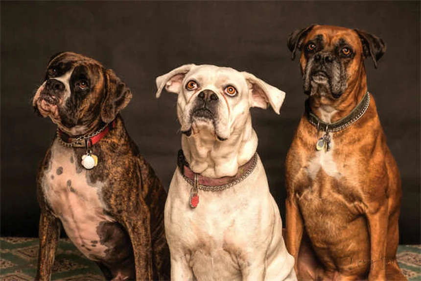 ペットの悲しみと深い絆:飼い主を待つ犬の気持ち