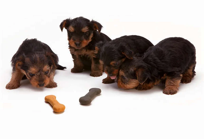 愛犬の命を守る!自宅でできる健康チェック法
