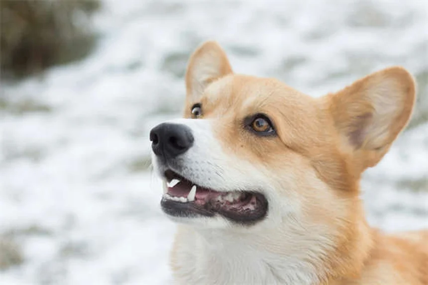 犬が水をたくさん飲むのは病気のサイン?飼い主が知るべき6つの理由と早期発見のコツ