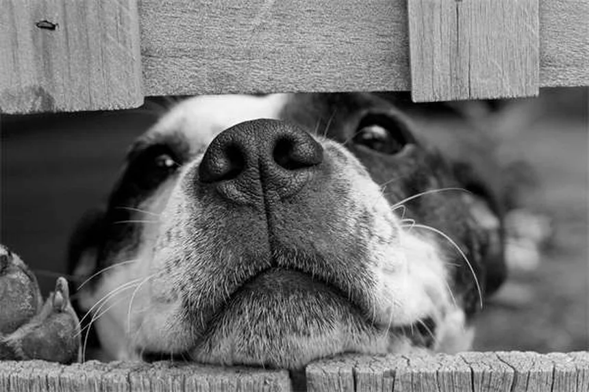 愛犬のうんちが教える健康のサインと早期発見のコツ
