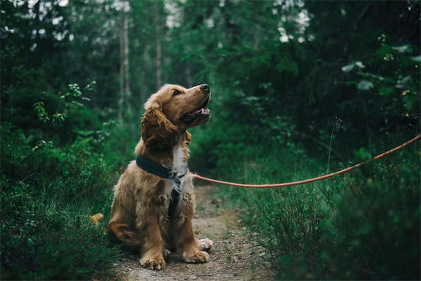 子犬の行動6つと意味を飼い主が知るべき完全解説