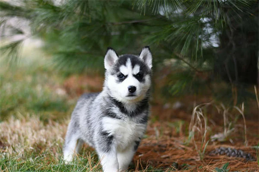 犬と猫のペニシリン治療、何が違うの?5つのポイントを解説