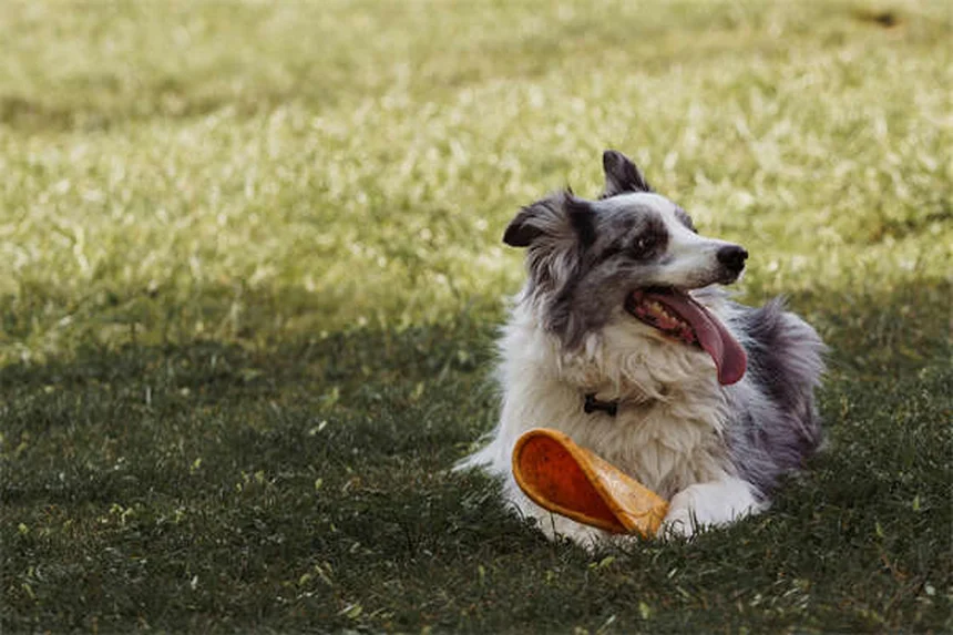 不安な犬の原因は飼い主の緊張?今日から実践できる3つの解決法