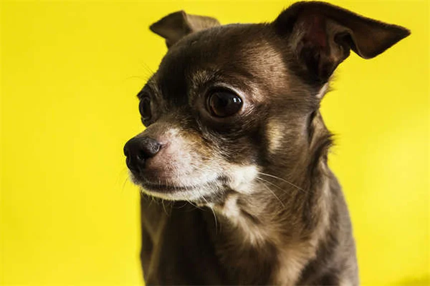 もう家で粗相しない!子犬のおしっこ問題、お悩み解決ガイド