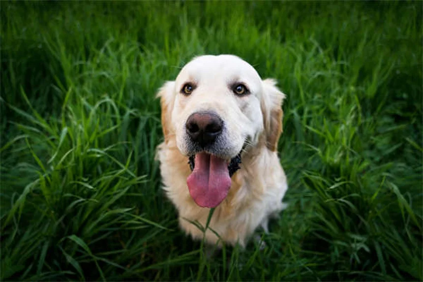 ラットの膀胱糸状虫症を徹底解説!症状から予防まで完全ガイド