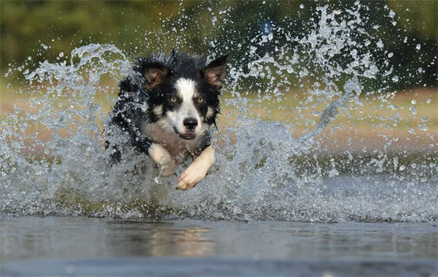 【獣医監修】犬のノミ取り浸漬剤の正しい使い方とリスク、他の治療法との比較