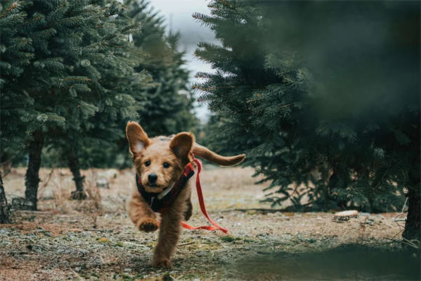 犬の咳の原因と対処法【獣医師監修】すぐにできるケア