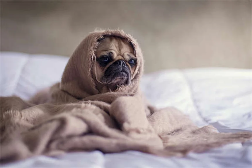 去勢すると犬の行動はどう変わる?実際のデータと変化を徹底解説