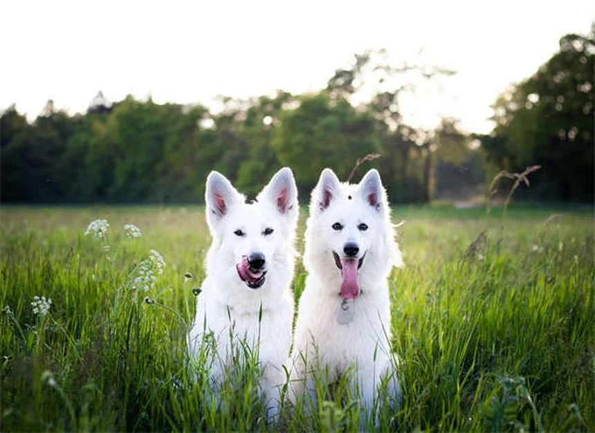 犬の紹介で成功率を上げる初めての出会いの正しい方法