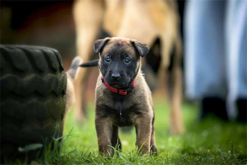 寒さに弱い犬種10選!冬の過ごし方と防寒対策