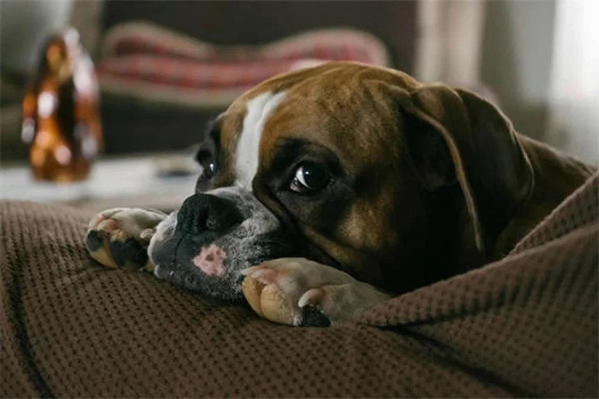 愛犬のノミ、肉眼で見つけられますか?症状と駆除方法を解説