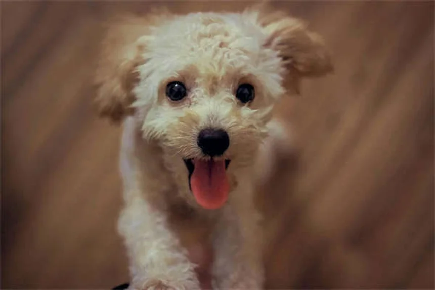 犬のアマンタジン:慢性痛への効果と副作用を徹底解説