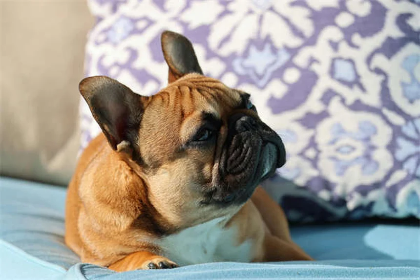 オンンダンセトロン 犬猫の吐き気に効く?獣医師が効果と注意点を解説
