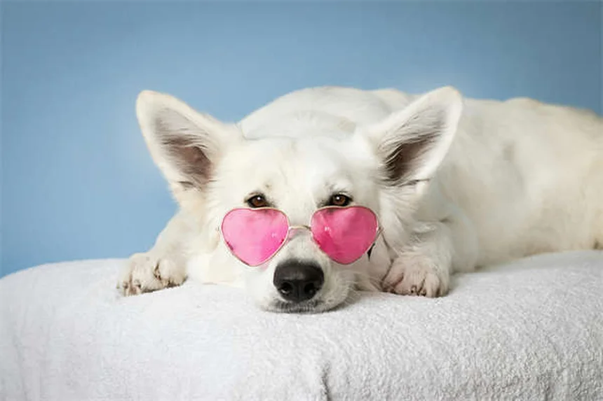 犬がなぜあなたの上に寝る?7つ理由と科学的な真実