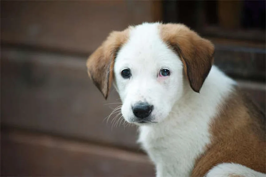 マルボフロキサシンの副作用と安全な使い方:犬猫の注意点を解説