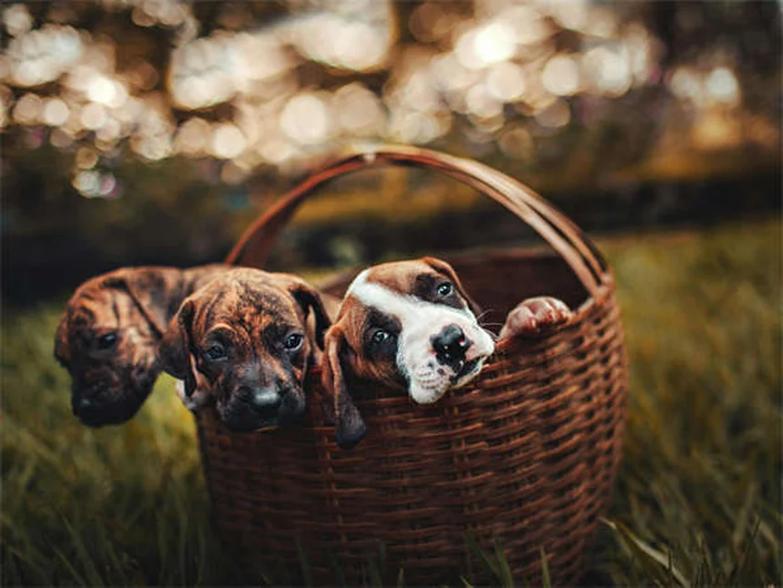 アイルランドの犬種8選!幸運を呼ぶ人気の魅力を解説
