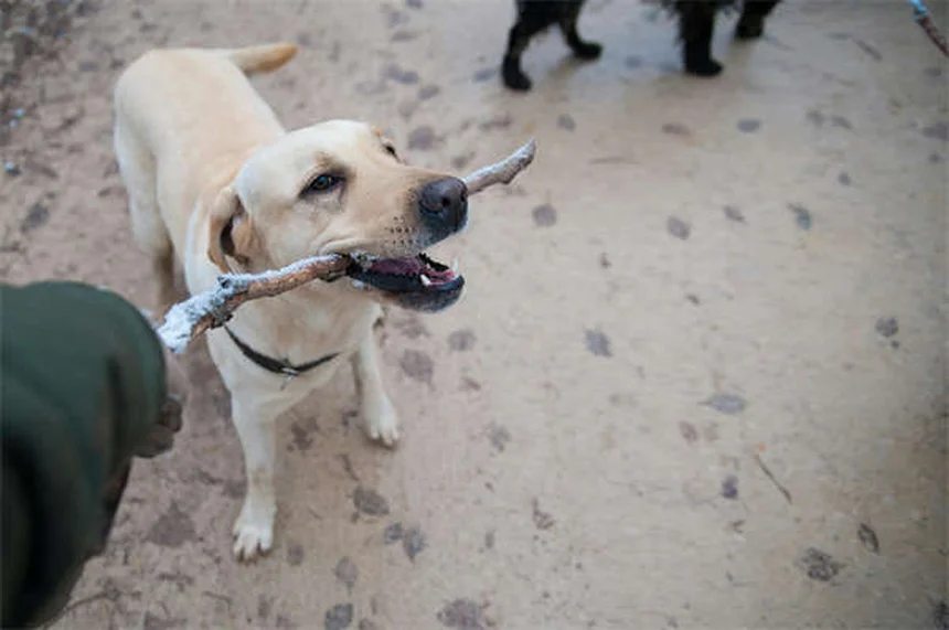 犬のスキンタグ、飼い主が知っておきたい見分け方と原因