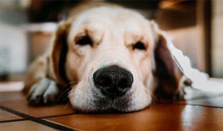 犬が触られるのを嫌がる!たった3秒でわかる改善法