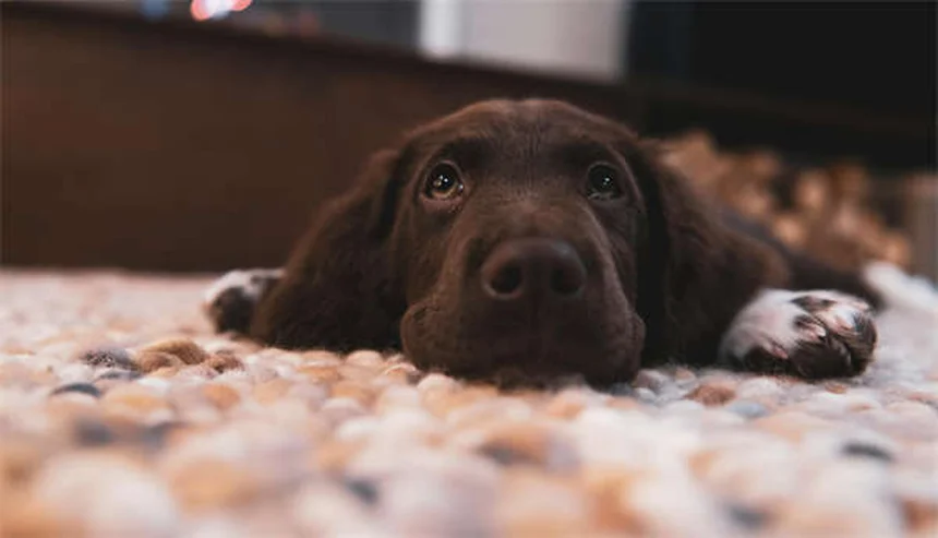 スルファサラジンとは?犬と猫の下痢治療に使う注意点と副作用