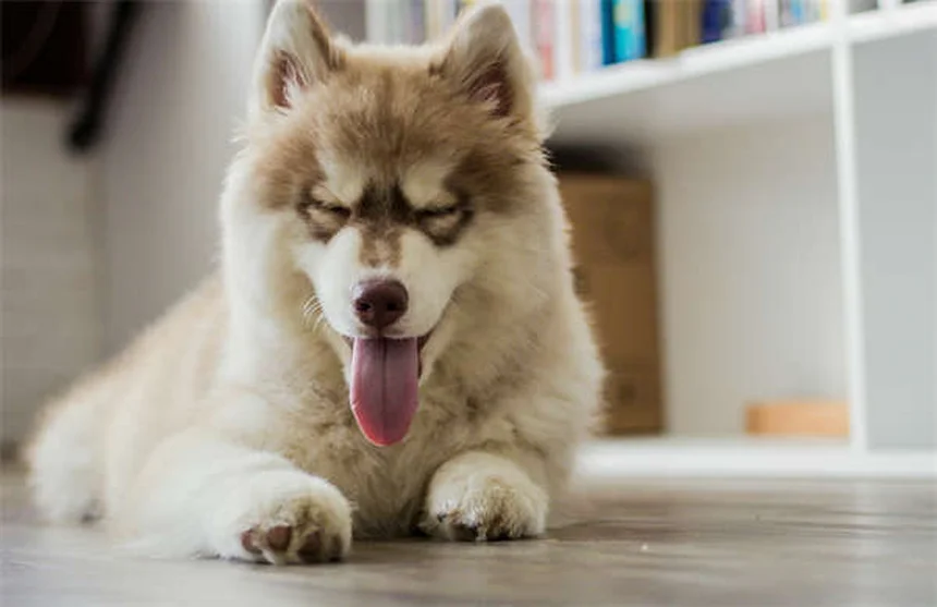 犬の乗り物酔いに効くメクリジン|正しい使い方と副作用の注意点