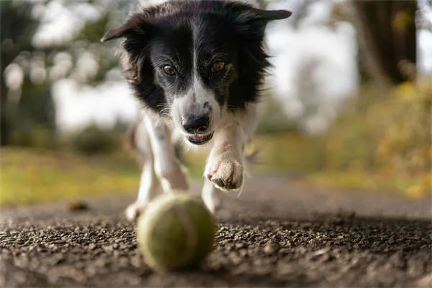 犬のコデイン:知っておくべき副作用と注意点を獣医師が解説